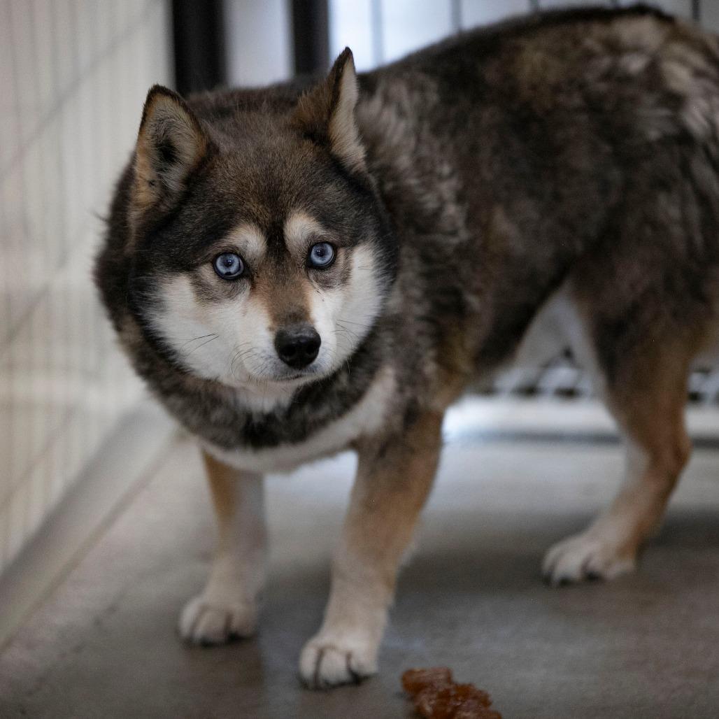 Enlarge Tundra (MR26-285), a Adoptable Klee Kai in Peyton, CO image 4/6