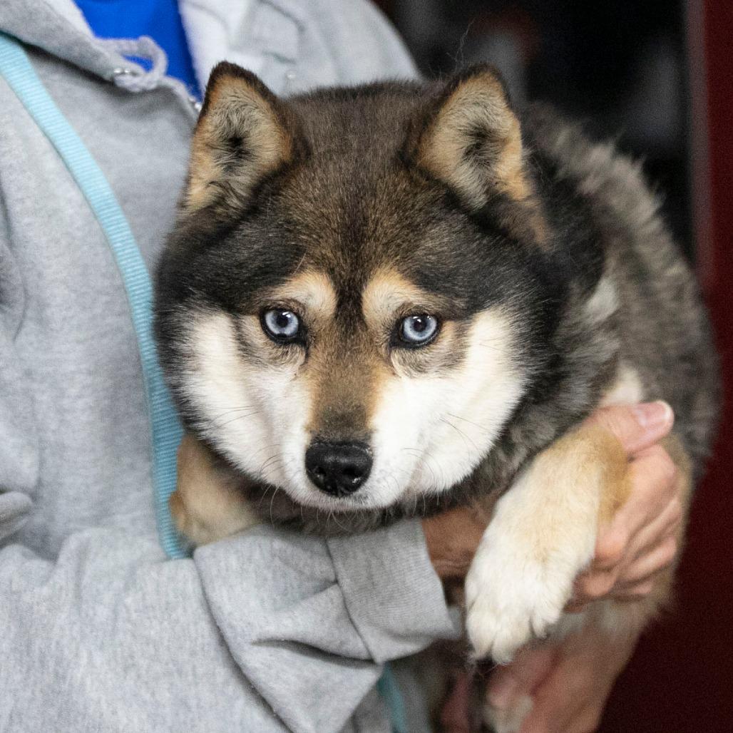 Enlarge Tundra (MR26-285), a Adoptable Klee Kai in Peyton, CO image 5/6