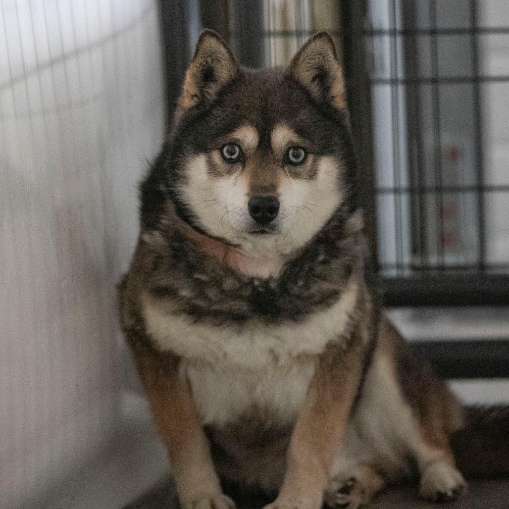 Enlarge Tundra (MR26-285), a Adoptable Klee Kai in Peyton, CO image 6/6