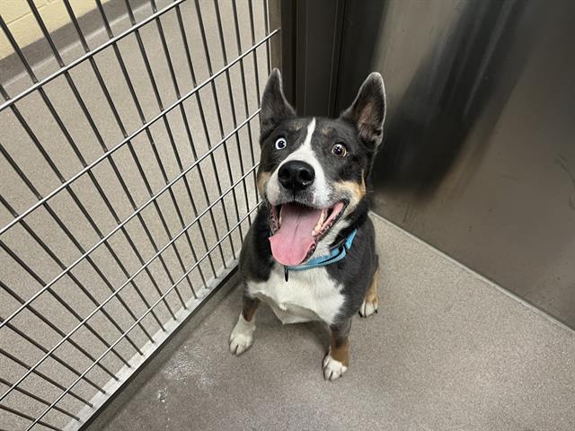 ATLAS, Adoptable, Young Male Siberian Husky & Mixed Breed.