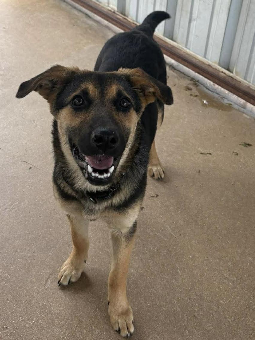 Enlarge Athena , a ADOPTABLE mixed breed in Elkhorn, WI image 3/3