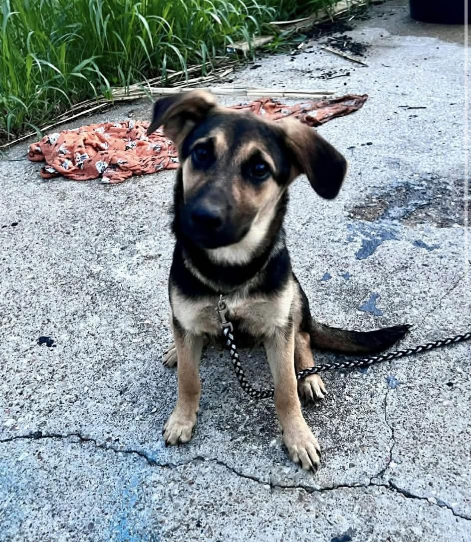 Enlarge Athena , a ADOPTABLE mixed breed in Elkhorn, WI image 1/3