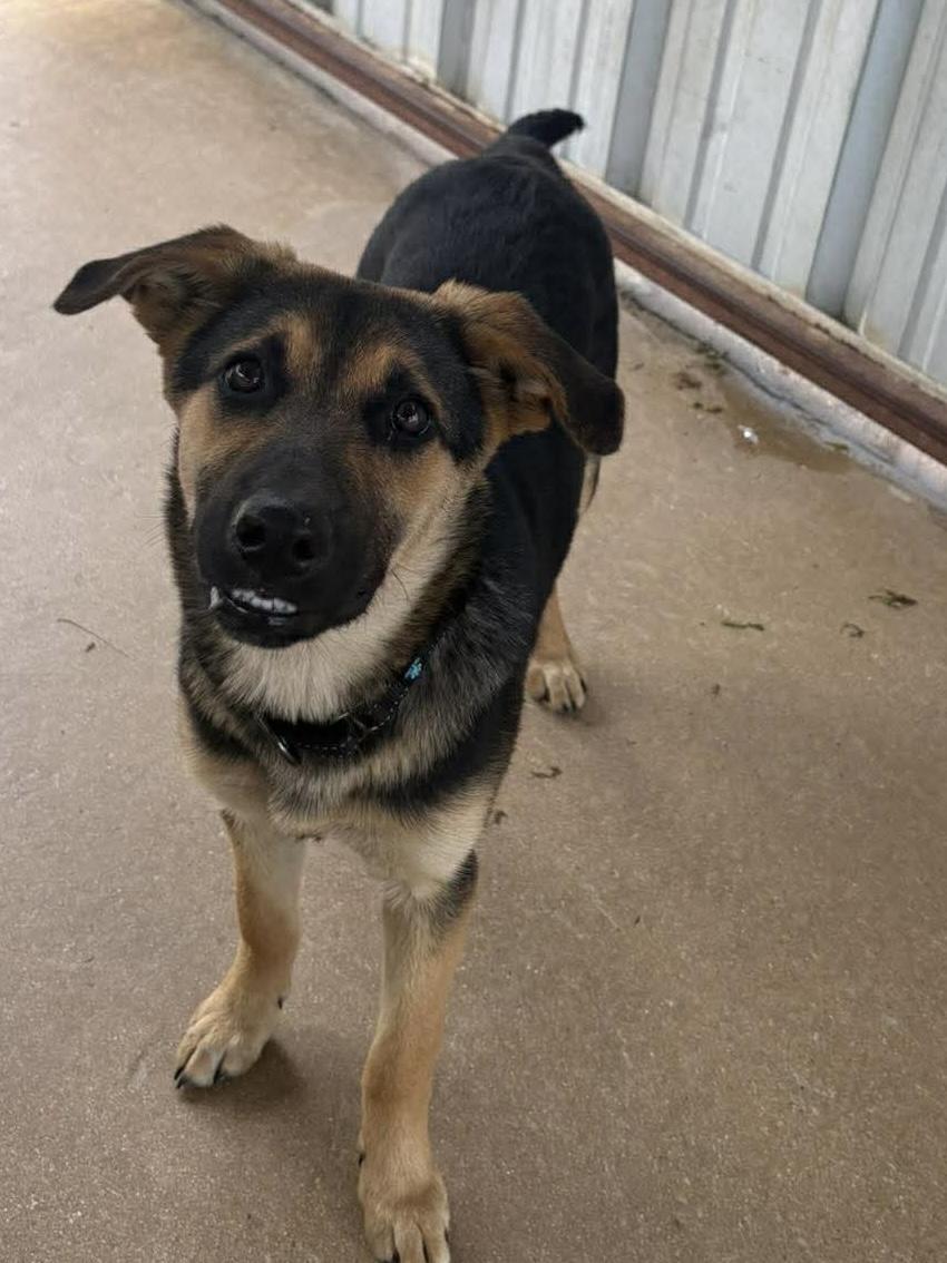 Enlarge Athena , a ADOPTABLE mixed breed in Elkhorn, WI image 2/3