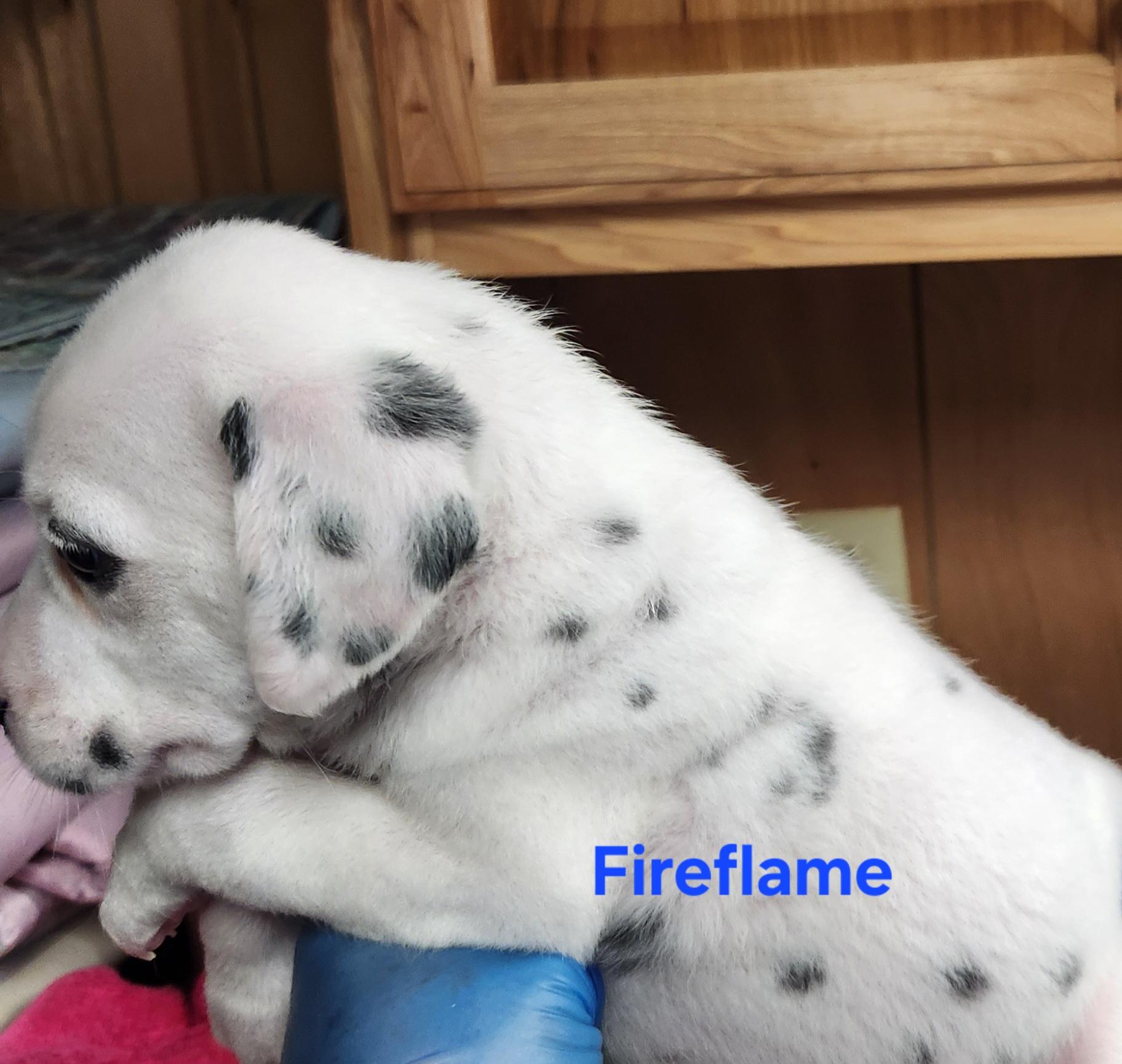 Enlarge Fireflame, a Adoptable Dalmatian in North Augusta, SC image 3/4