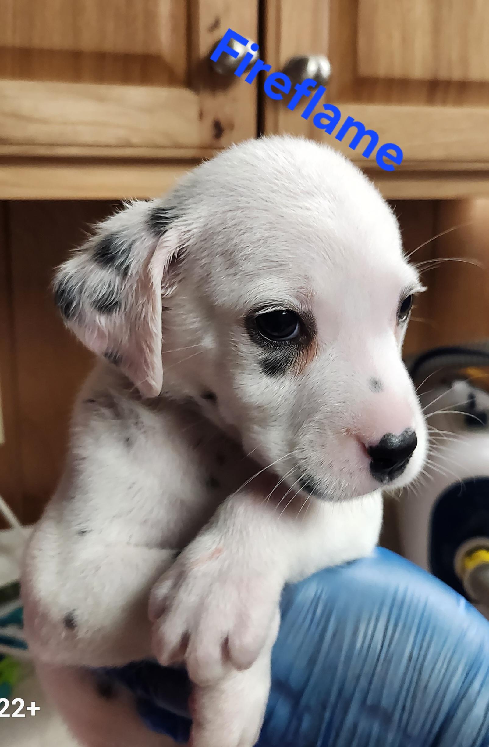Enlarge Fireflame, a Adoptable Dalmatian in North Augusta, SC image 2/4