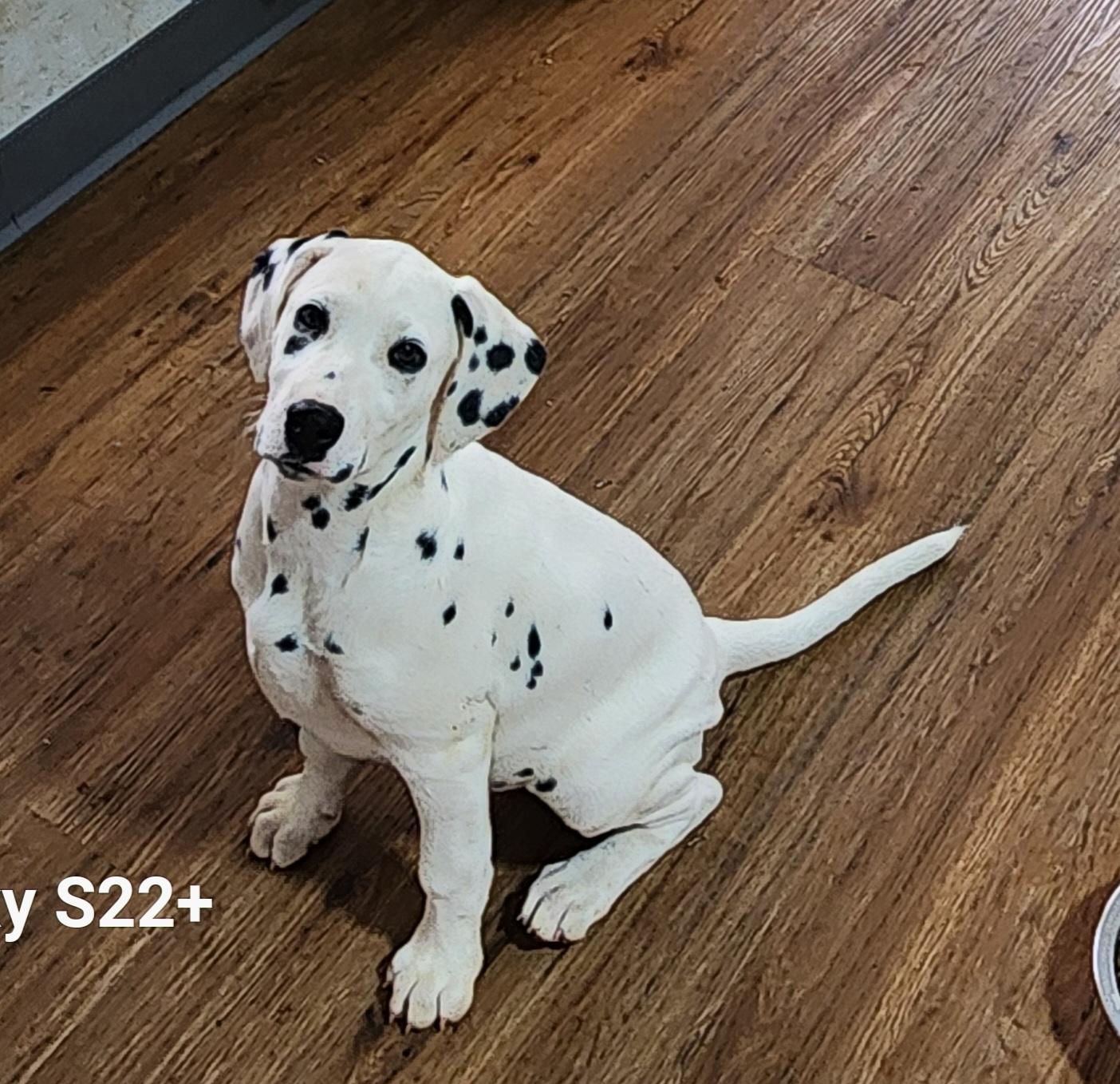 Enlarge Fireflame, a Adoptable Dalmatian in North Augusta, SC image 3/3