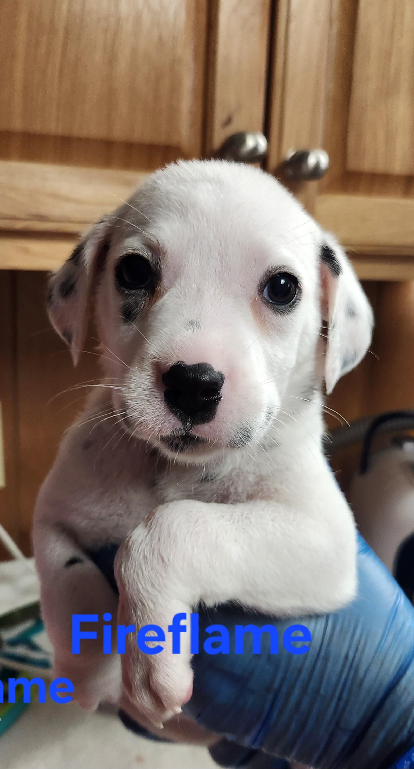 Fireflame, Adoptable, Puppy Female Dalmatian.