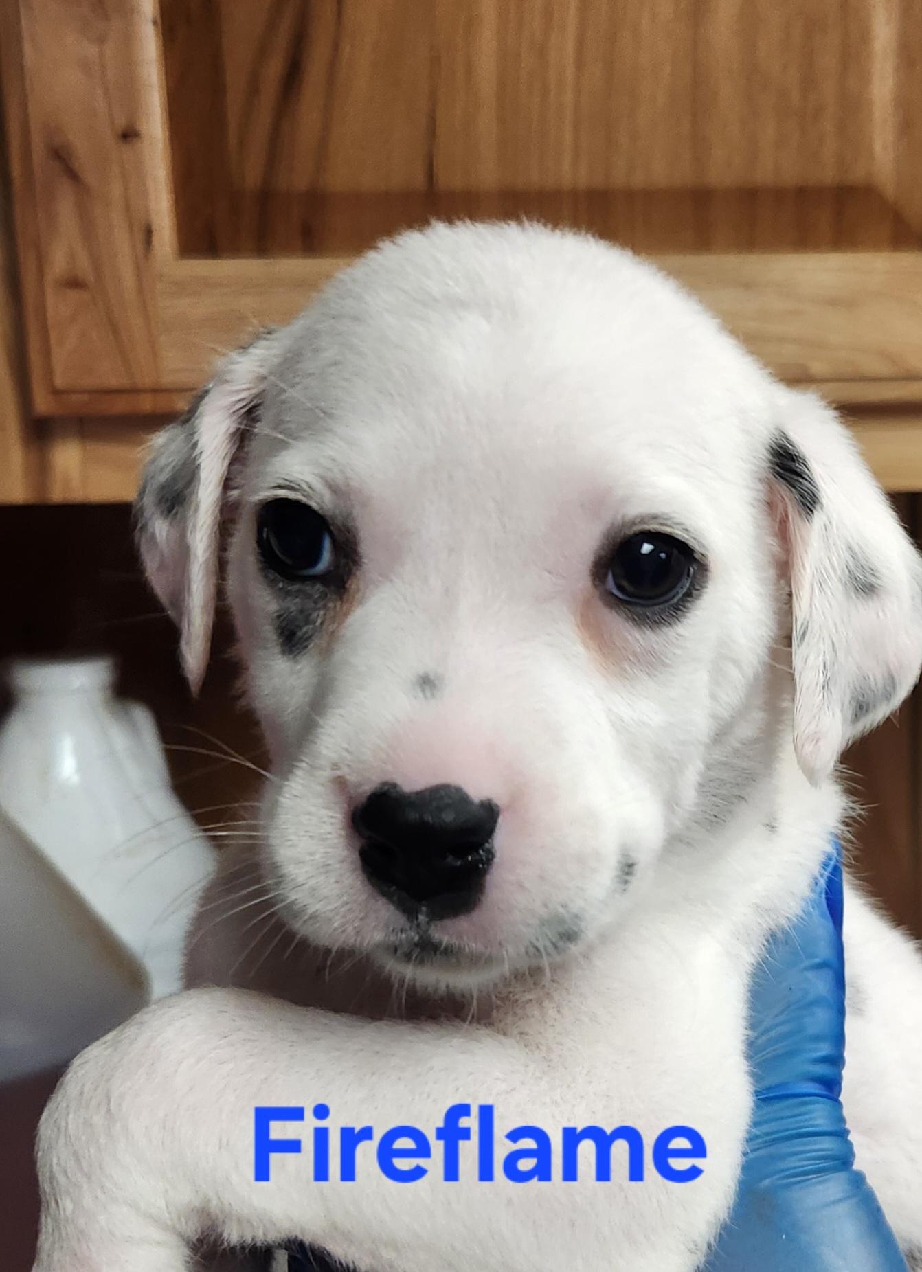 Enlarge Fireflame, a Adoptable Dalmatian in North Augusta, SC image 4/4