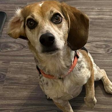 Bo And Tilly thumbnail 2