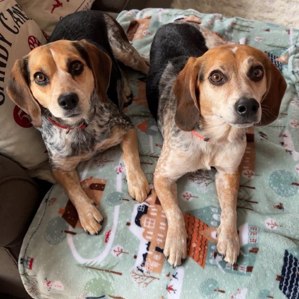 Bo And Tilly thumbnail 3