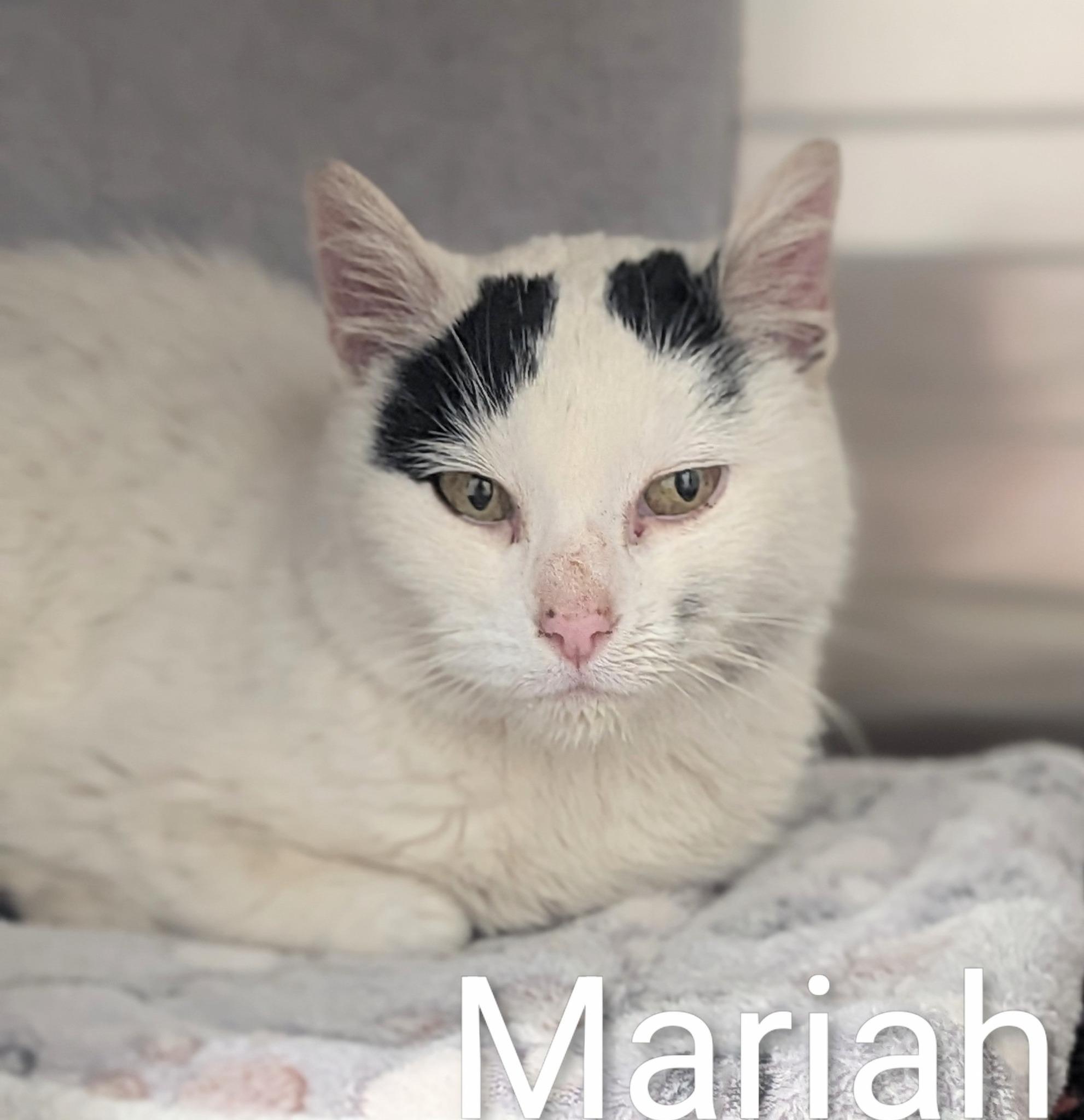 Enlarge Mariah, a ADOPTABLE Domestic Short Hair in Flint, MI image 1/1