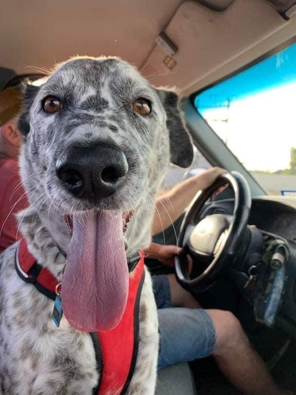 Enlarge LeRoy, a Adopted mixed breed in Syracuse, NY image 2/4