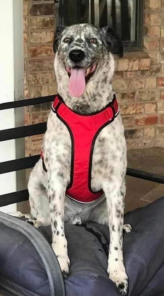 Enlarge LeRoy, a Adopted mixed breed in Syracuse, NY image 3/4