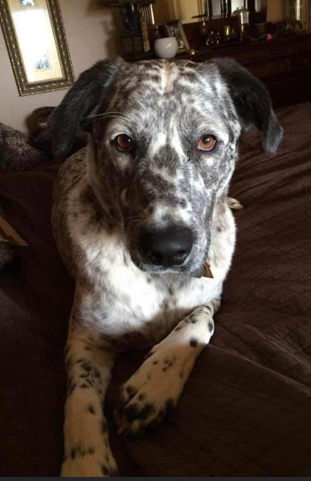 Enlarge LeRoy, a Adopted mixed breed in Syracuse, NY image 4/4