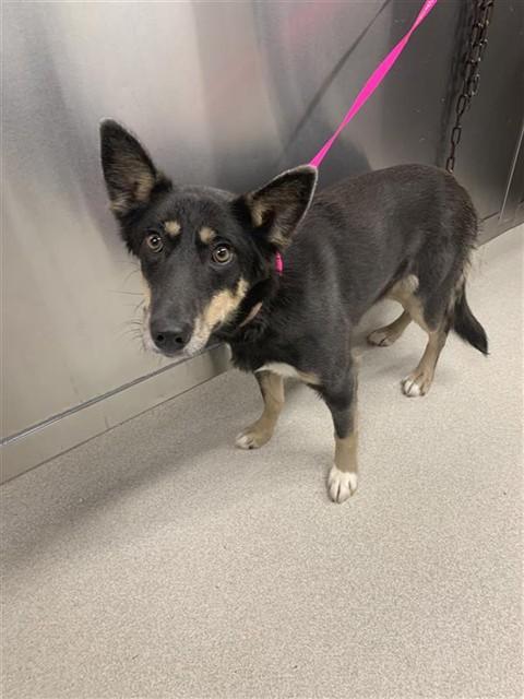 Enlarge COWGIRL, a Adoptable Husky in Fairbanks, AK image 1/1