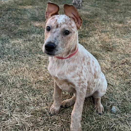 22 (2026) Ginger, Adoptable, Puppy Female Cattle Dog.