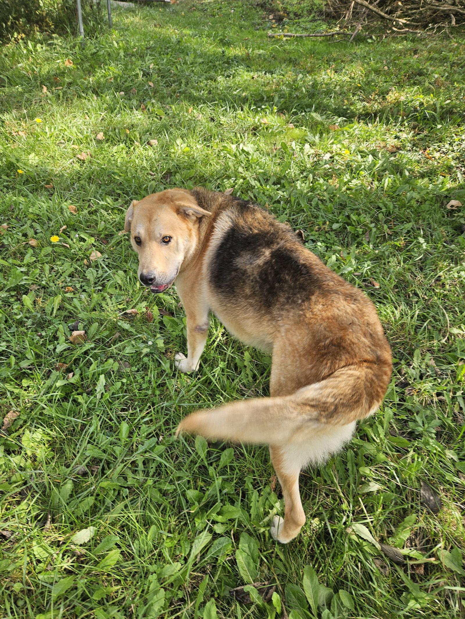 Chip, Adoptable, Adult Male German Shepherd Dog & Terrier.