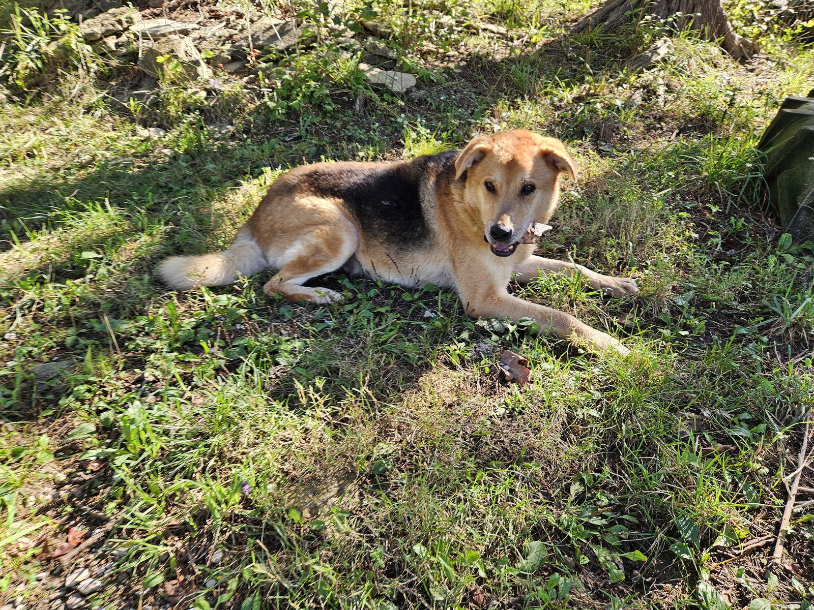 Enlarge Chip, a Adoptable mixed breed in Louisville, KY image 2/3