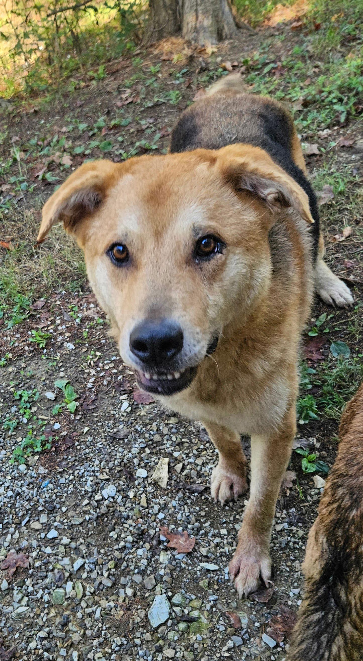 Enlarge Chip, a Adoptable mixed breed in Louisville, KY image 3/3