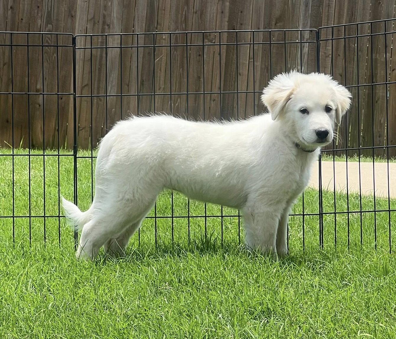 Fiona, a Adoptable Great Pyrenees in Garland, TX image 1/3