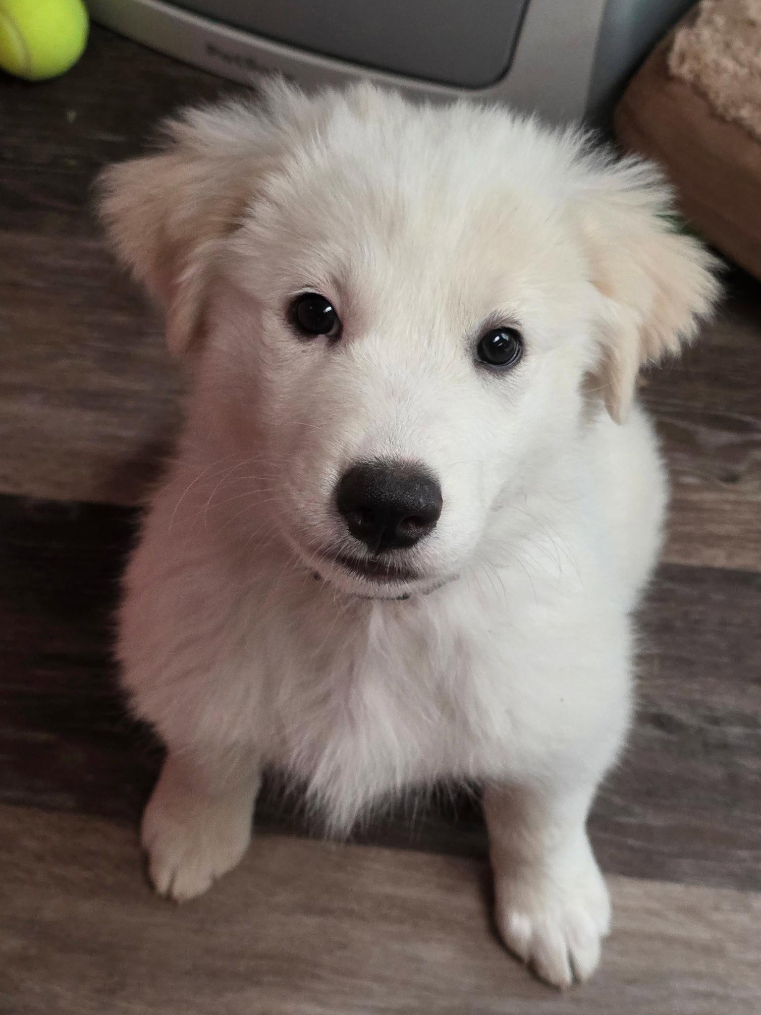 Fiona, a Adoptable Great Pyrenees in Garland, TX image 2/3