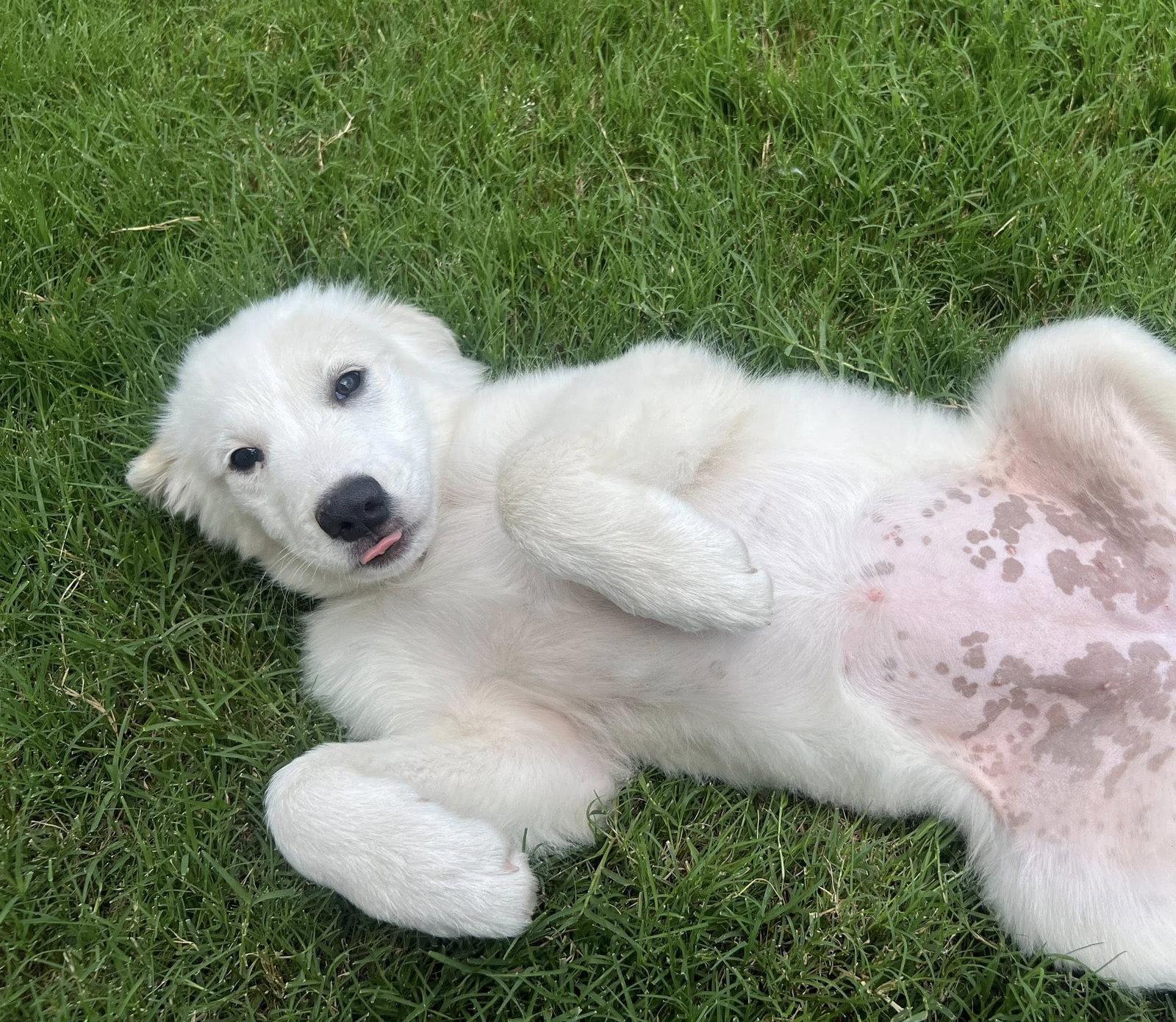 Fiona, a Adoptable Great Pyrenees in Garland, TX image 3/3