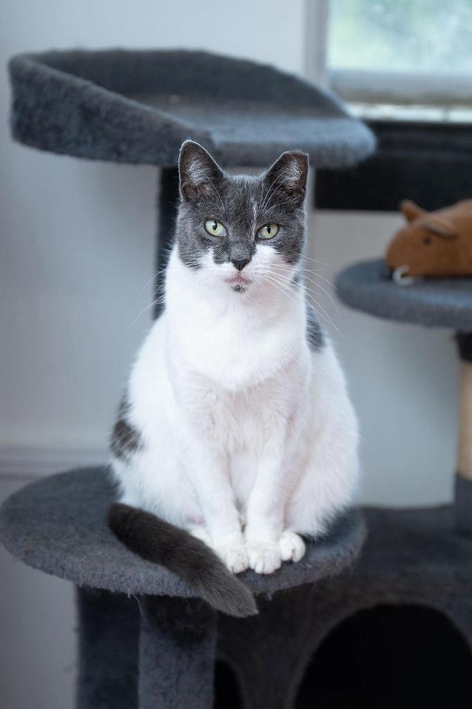 Maude — thumbnail 2