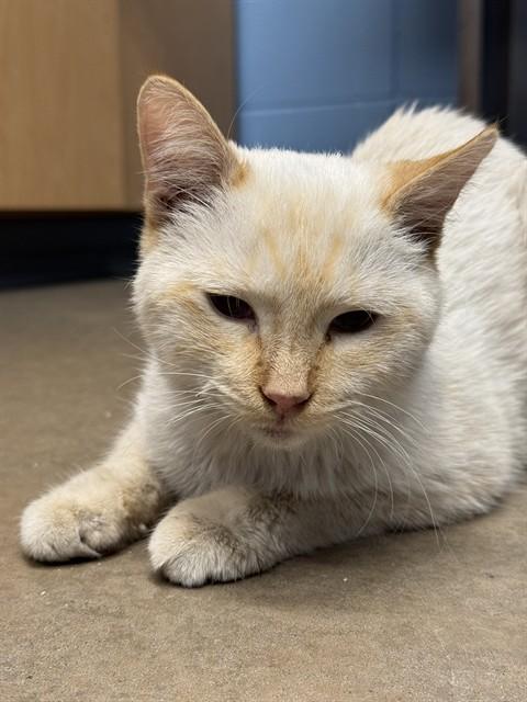 Enlarge ROOST, a Adoptable Siamese in Minneapolis, MN image 1/1