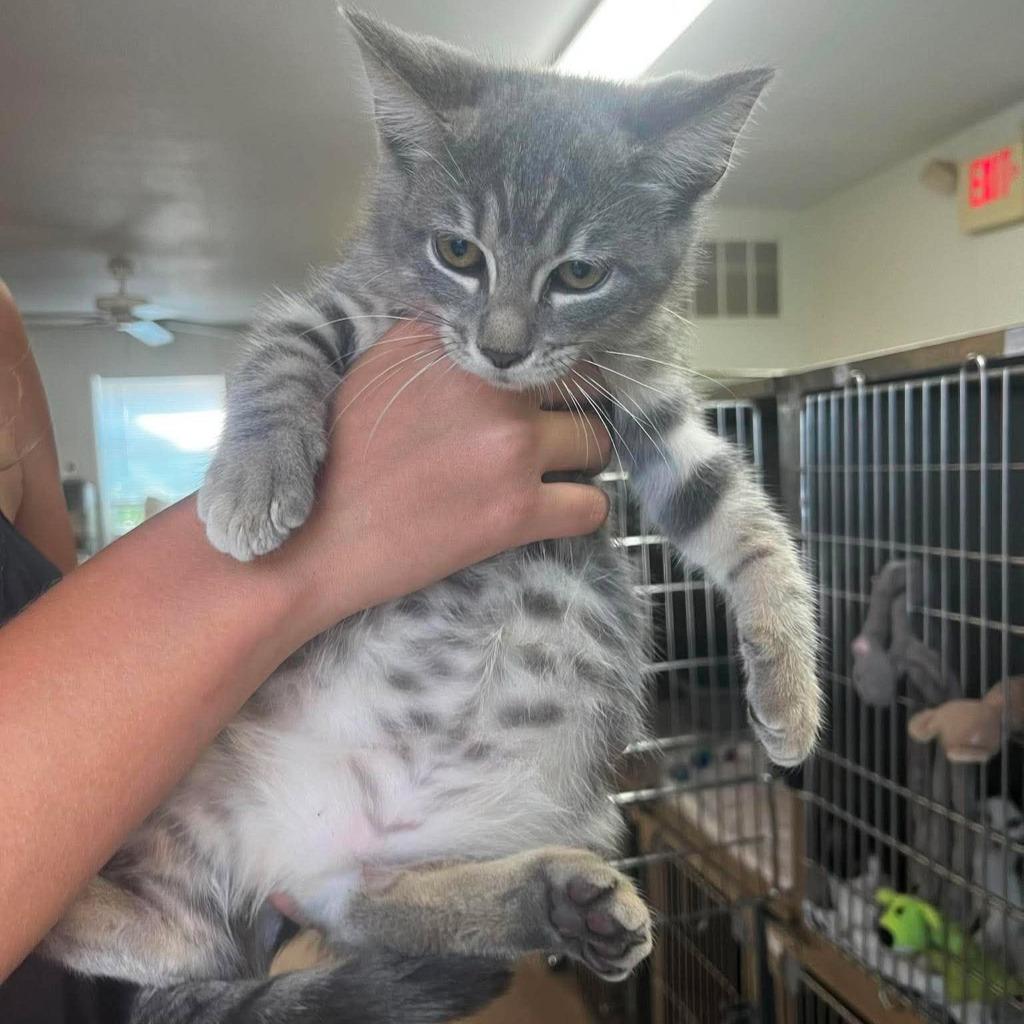 Bo-Peep, Adoptable, Kitten Female Domestic Short Hair.