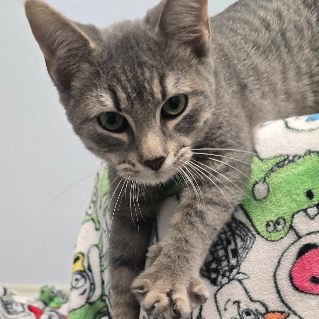 Enlarge Bo-Peep, a Adoptable mixed breed in Sunrise Beach, MO image 3/3