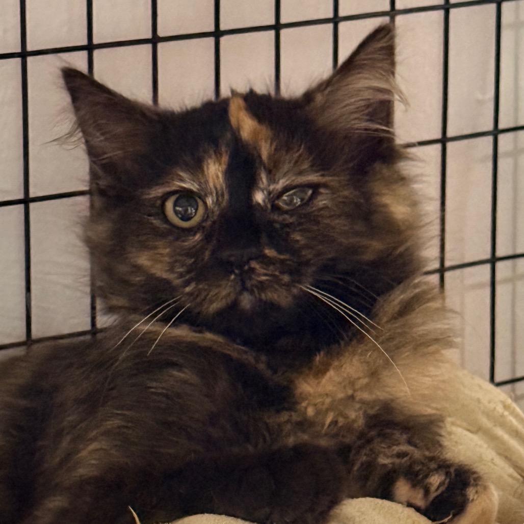 Enlarge Ricochet Rabbit, a Adoptable mixed breed in Redwood Valley, CA image 1/2