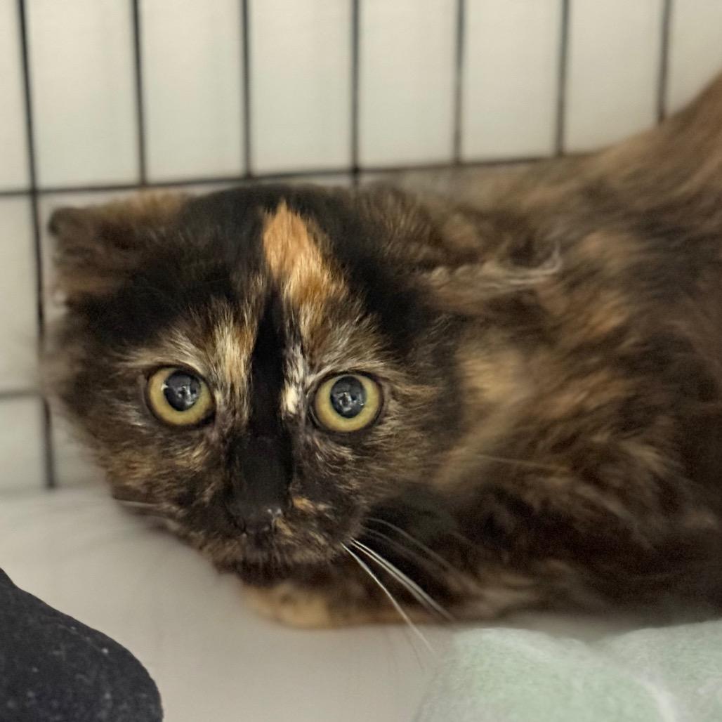 Enlarge Ricochet Rabbit, a Adoptable mixed breed in Redwood Valley, CA image 2/2