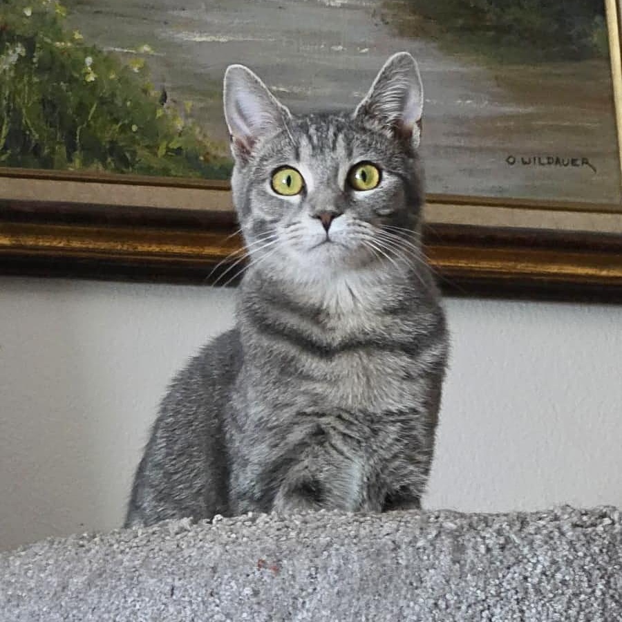 Lotus, a Adoptable mixed breed in Shippenville, PA image 1/6