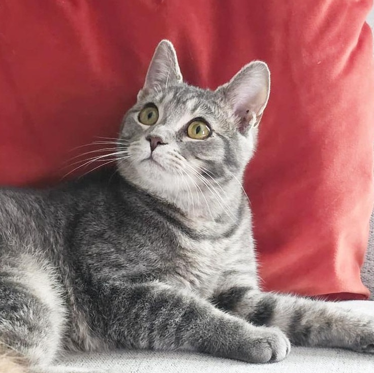 Lotus, a Adoptable mixed breed in Shippenville, PA image 6/6