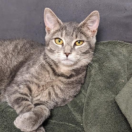 Lotus, a Adoptable mixed breed in Shippenville, PA image 4/6