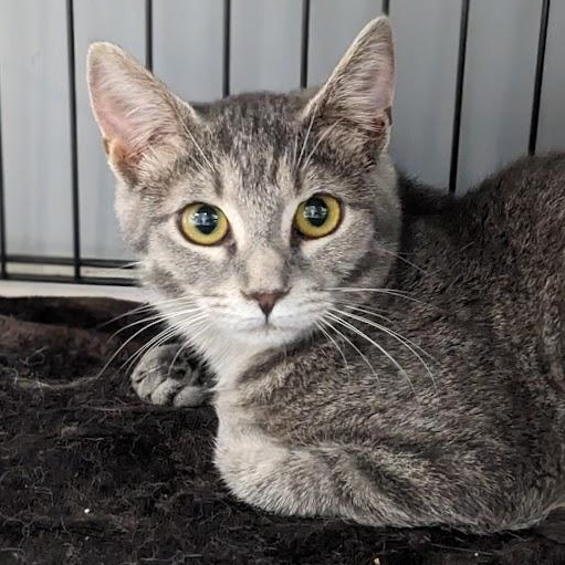 Lotus, a Adoptable mixed breed in Shippenville, PA image 3/6