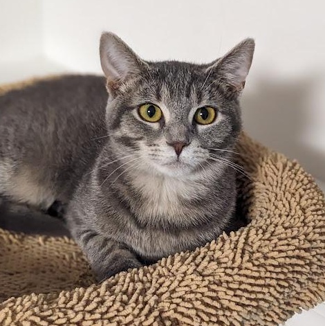 Lotus, a Adoptable mixed breed in Shippenville, PA image 5/6