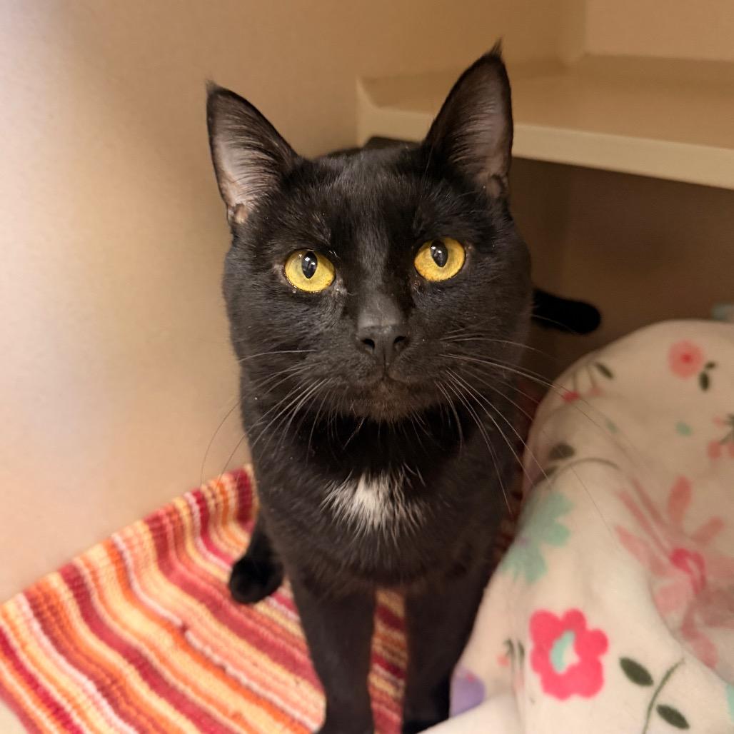 Noland, Adoptable, Adult Male Domestic Short Hair.