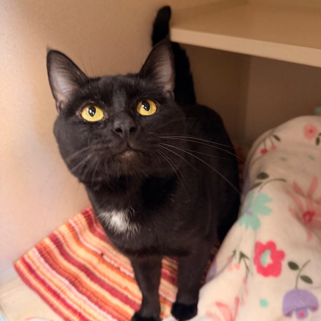 Enlarge Noland, a Adoptable Domestic Short Hair in Pagosa Springs, CO image 2/3