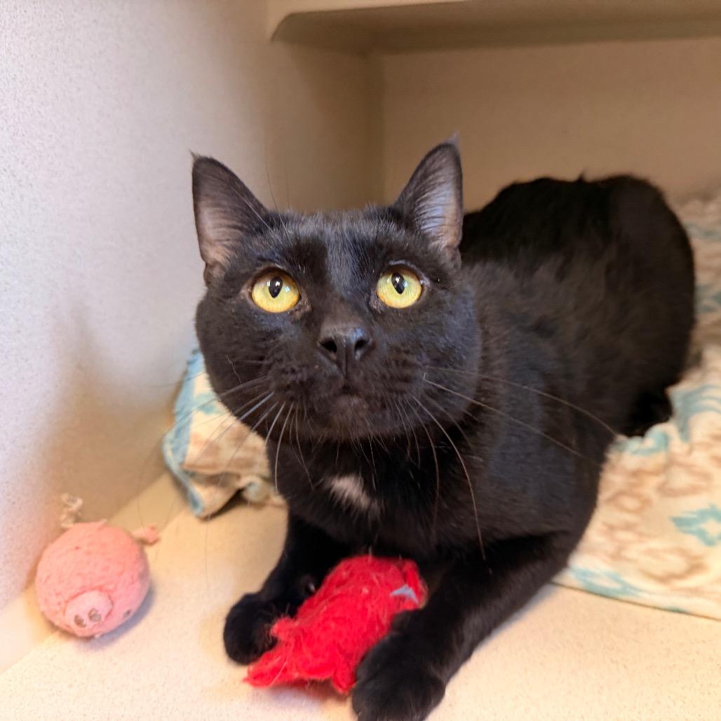 Enlarge Noland, a Adoptable Domestic Short Hair in Pagosa Springs, CO image 3/3