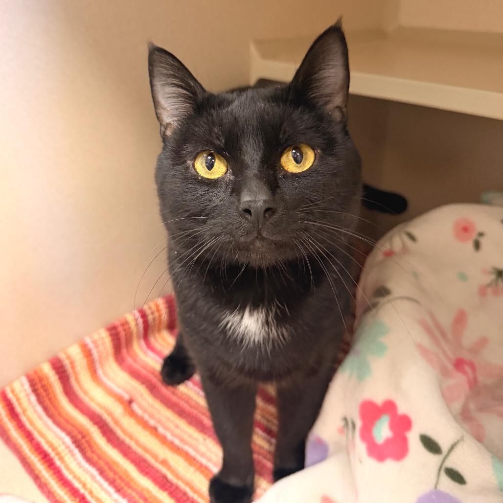 Enlarge Noland, a Adoptable Domestic Short Hair in Pagosa Springs, CO image 3/3
