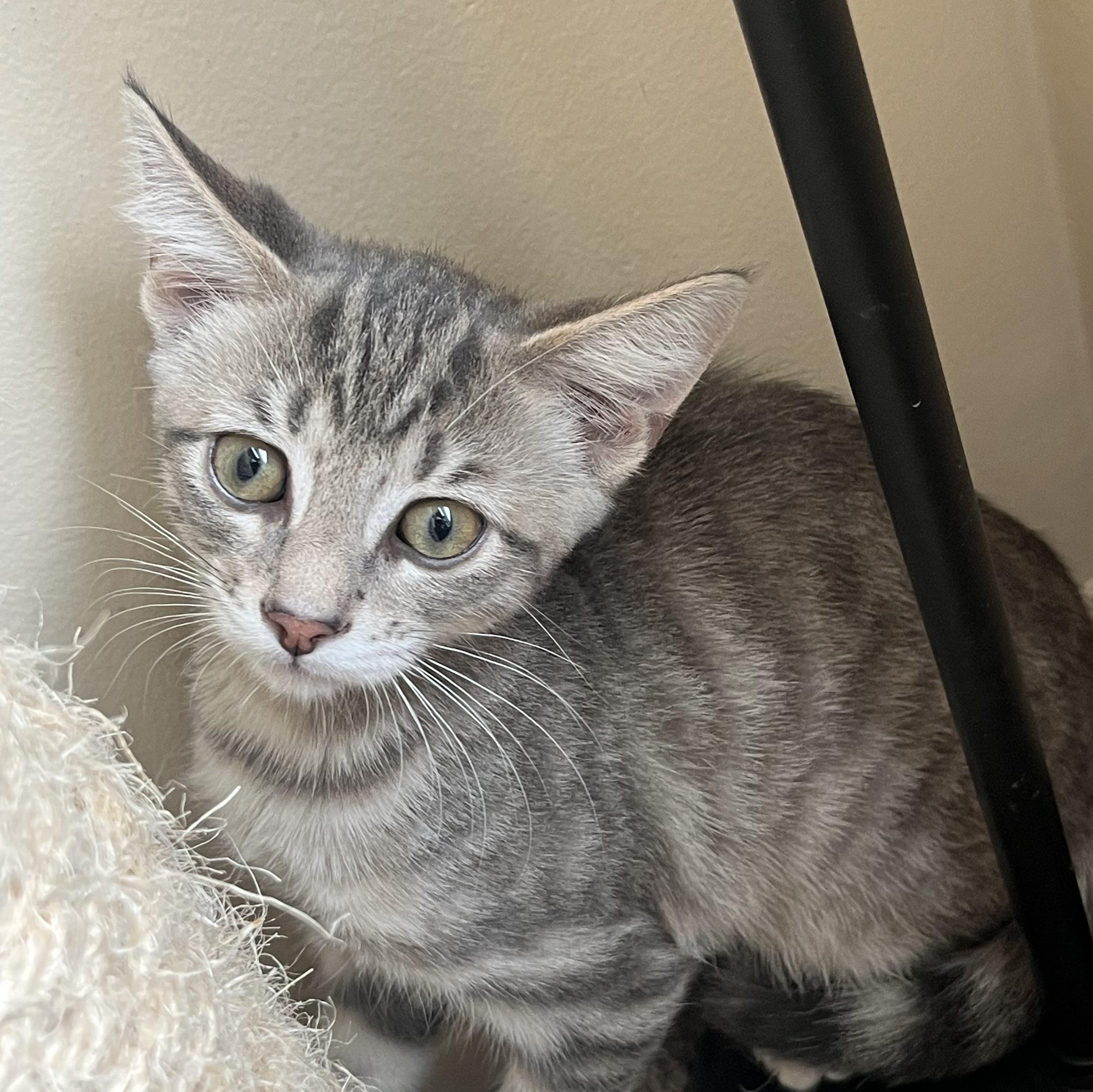 Churro, a Adoptable Tabby in Livonia, MI image 2/3