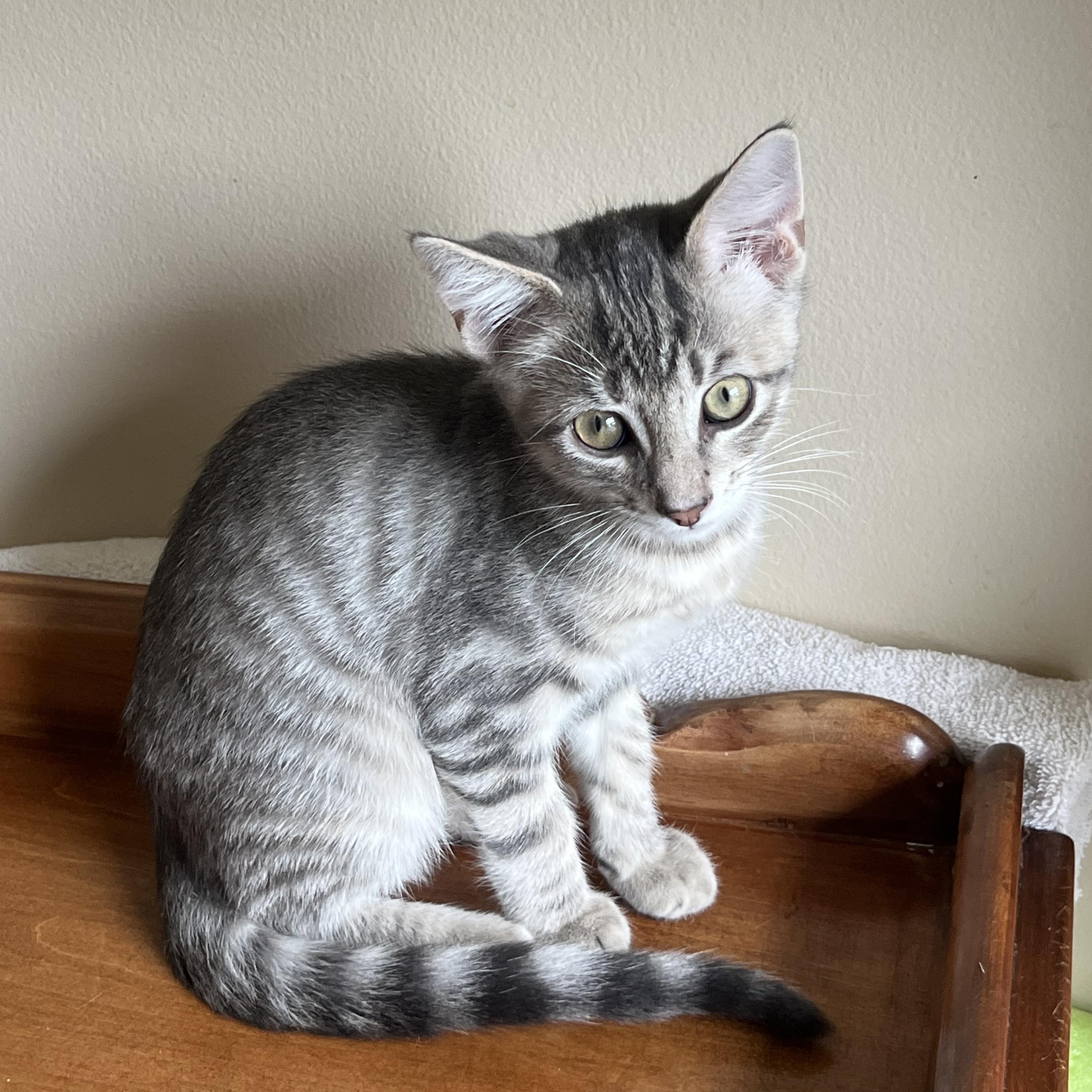 Churro, Adoptable, Kitten Male Tabby.