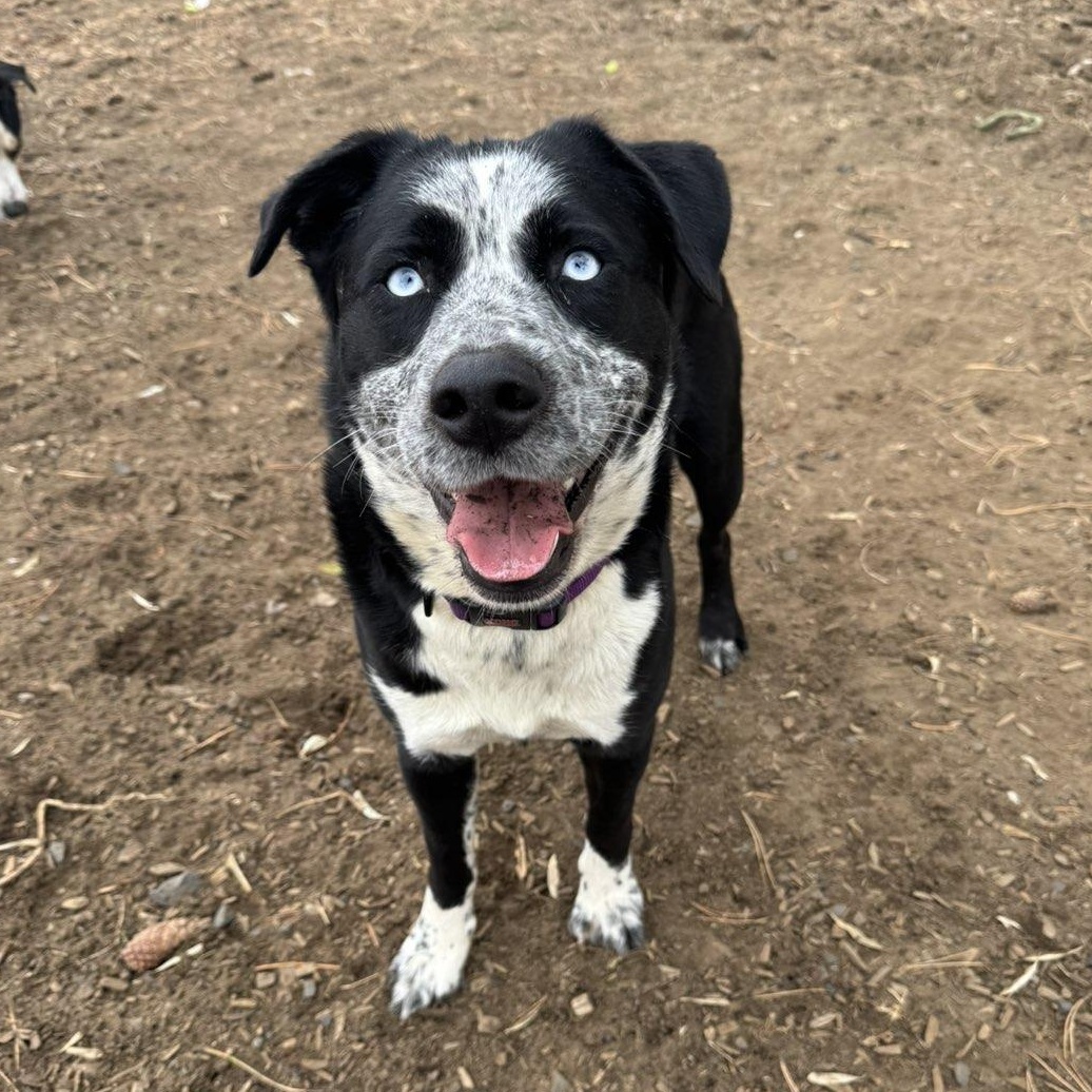Cassidy, a Adoptable mixed breed in The Dalles, OR image 3/3