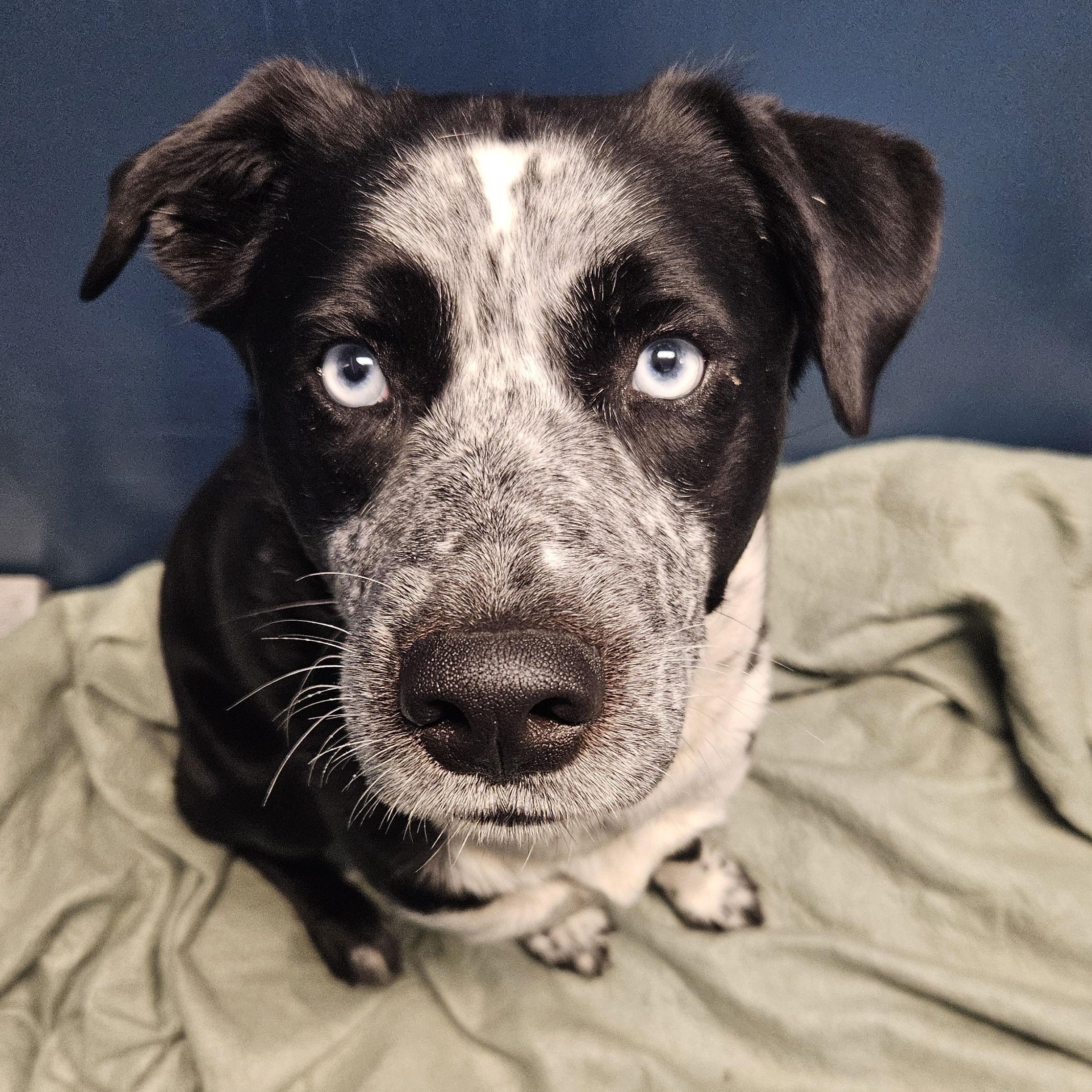Cassidy, a Adoptable mixed breed in The Dalles, OR image 1/3