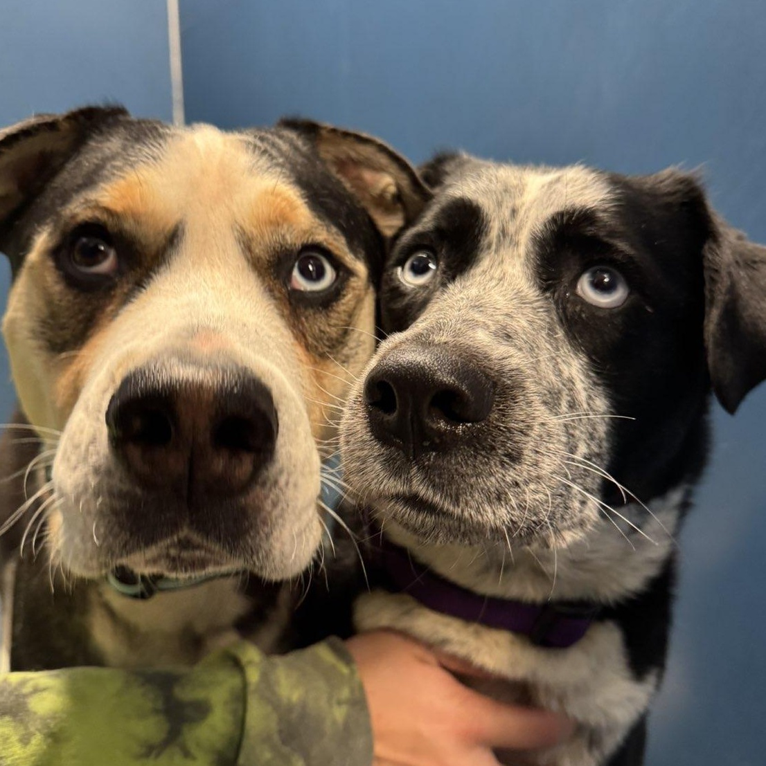 Cassidy, a Adoptable mixed breed in The Dalles, OR image 2/3