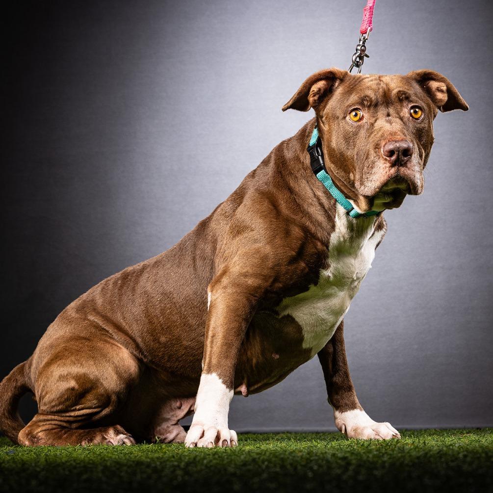Enlarge Bobbi, a Adoptable Mixed Breed in Jupiter, FL image 1/6