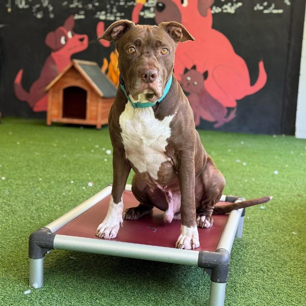 Enlarge Bobbi, a Adoptable Mixed Breed in Jupiter, FL image 2/6