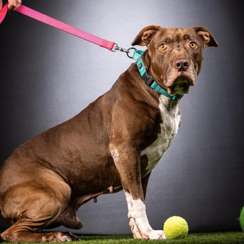Enlarge Bobbi, a Adoptable Mixed Breed in Jupiter, FL image 3/6