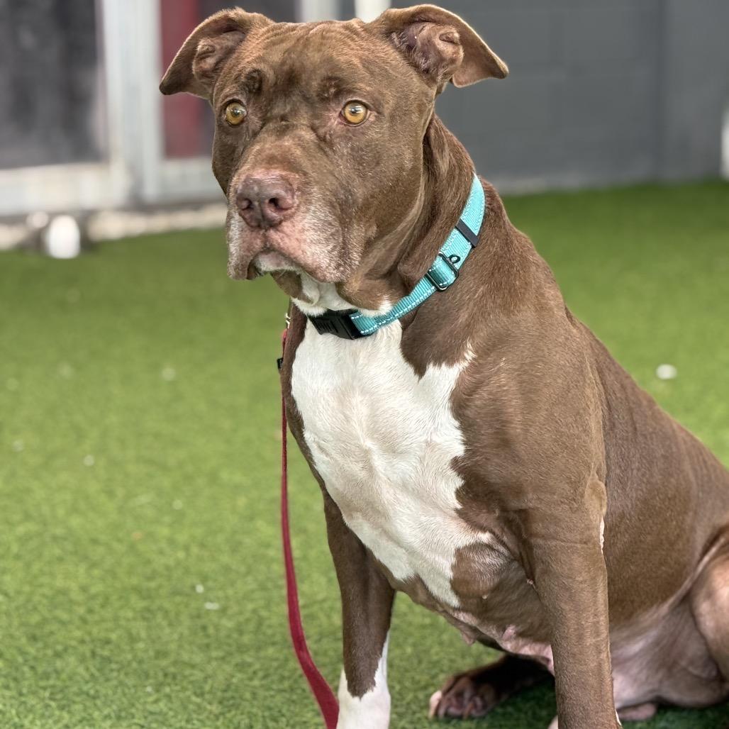 Enlarge Bobbi, a Adoptable Mixed Breed in Jupiter, FL image 4/6